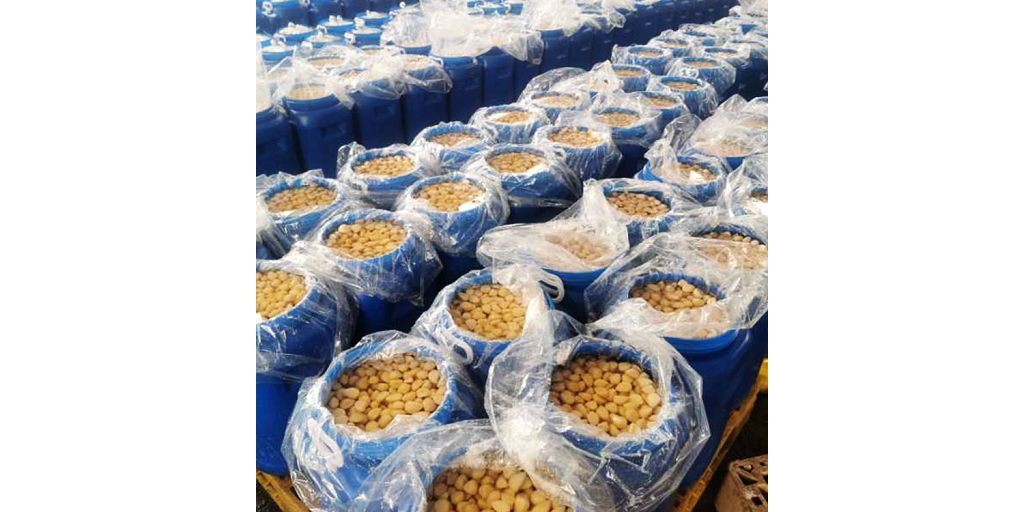 Processing of Brine Mushrooms