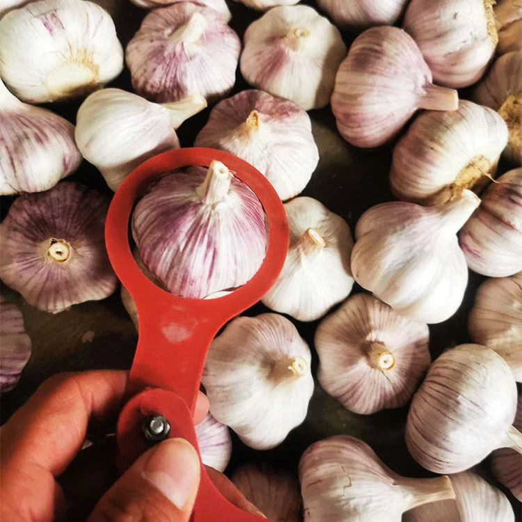 Purely White Fresh Garlic