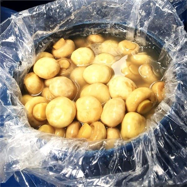 Champignon Mushroom in Plastic Drum