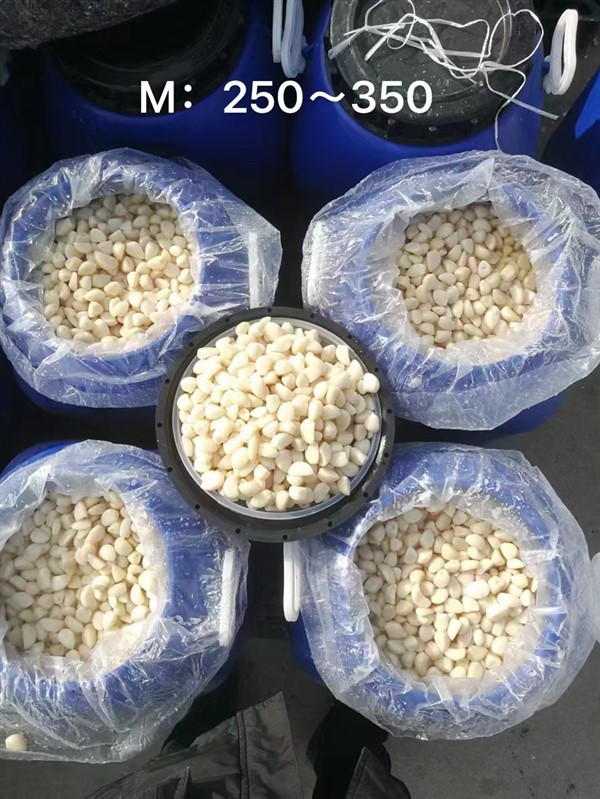 Chinese Garlic in Brine in Barrel